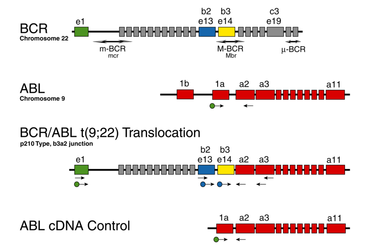 T and B Cell Clonality Testing – Translocation Assays