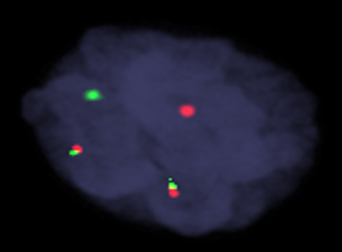 FISH Probes – Haematological Probes