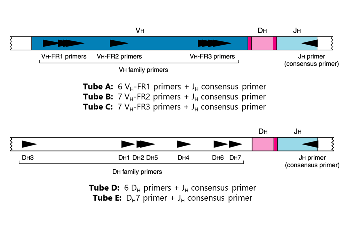 T and B Cell Clonality Testing – T and B Cell Gene Rearrangement